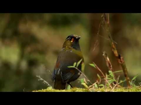 Minla olivová (Liocichla steerii) — starostlivosť, voliéra a kŕmenie