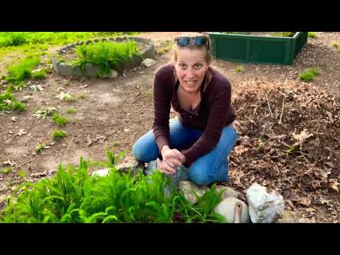 Dividing & Transplanting Yarrow