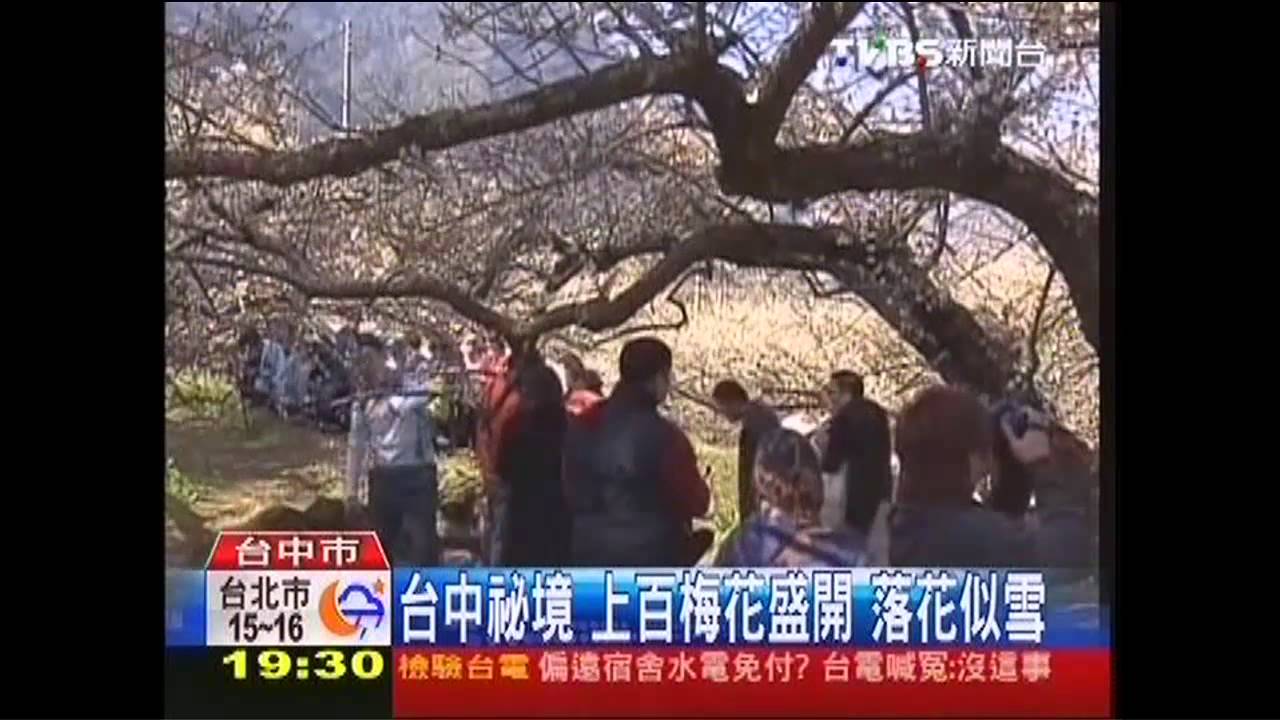 台中祕境 上百梅花盛開!落花似雪