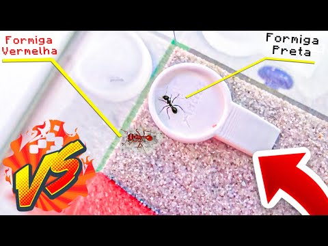 COLOQUEI 2 FORMIGAS de DIFERENTES COLÔNIAS JUNTAS e ISSO ACONTECEU... *batalha de formigas*