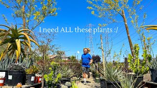 HUGE GORGEOUS Specimen Plants at This Nursery | Cacti, Houseplants and Succulents
