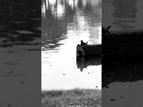 I saw a massive lizard in Lumpini park! #lizard #bangkok