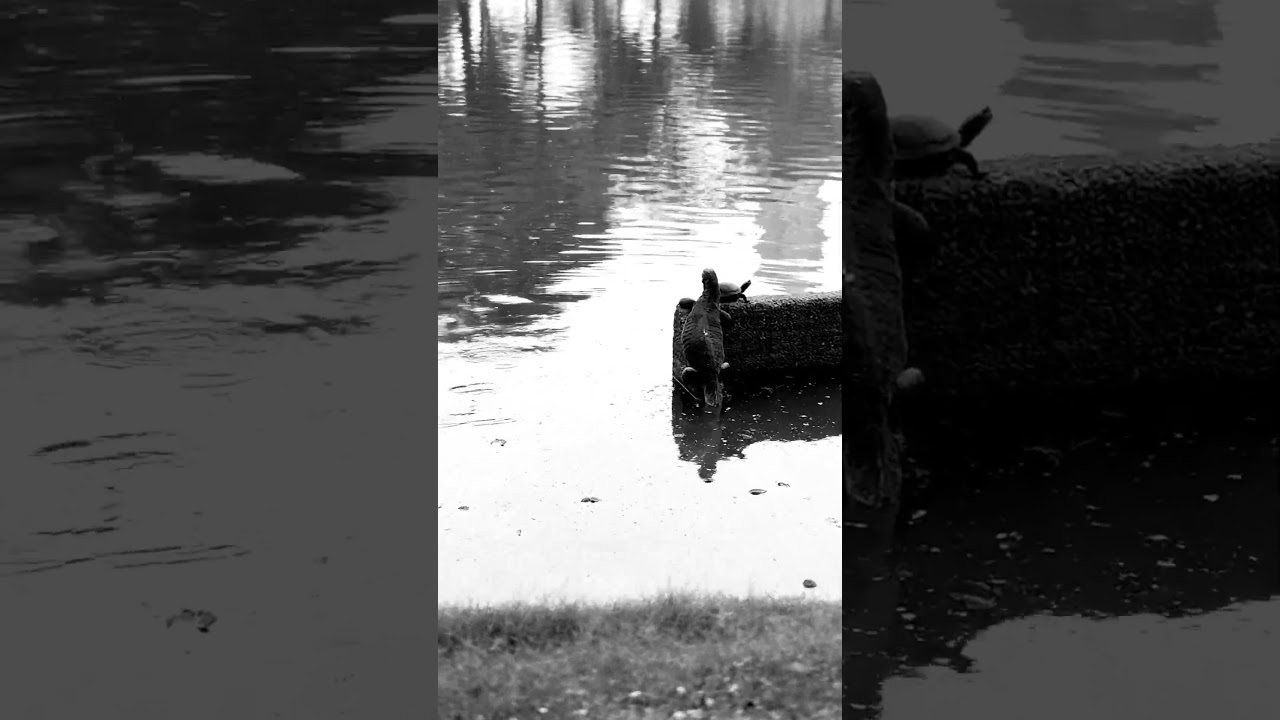 I saw a massive lizard in Lumpini park! #lizard #bangkok