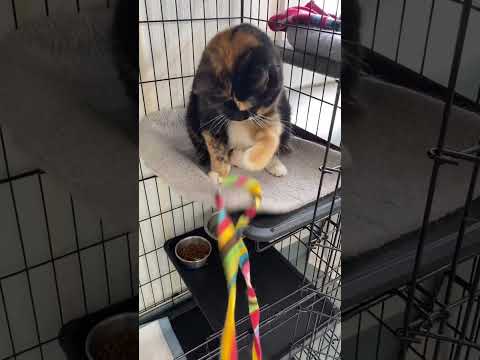 Meet Callie – A Sweet Senior with a Mighty Purr!