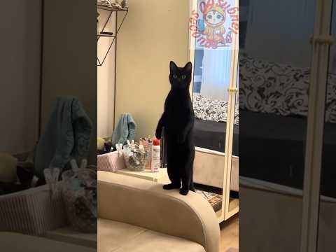 Funniest cats 😸 vol 108!