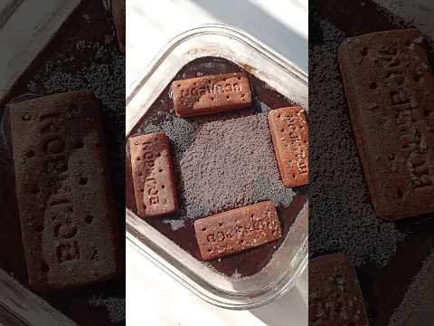 How to bourbon biscuit cake #shorts