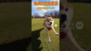 全力で走る柴犬