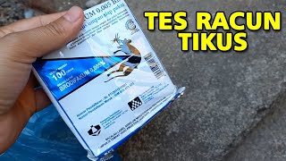 Download lagu THE MOST POWERFUL RATS POISON mp3 Download lagu THE MOST POWERFUL RATS POISON mp3