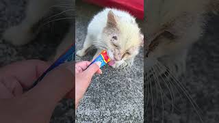 近所のボロボロの猫にチュールあげてみた(。´Д⊂)痛そう