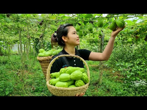FULL VIDEO: 10 Days of Harvesting Chayote & Ginger, Dried Bamboo Shoots Goes to the market to sell