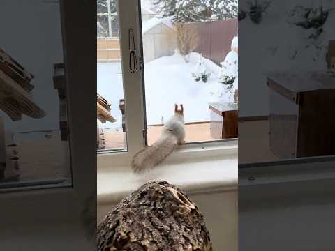 Running to grab some nuts. Бегу за орехами.