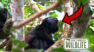 HOWLER Monkeys! WHY Are They SO LOUD #monkey