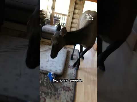 Invasions animales ! 🤣