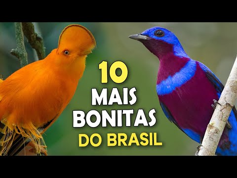 The 10 Most Beautiful Birds in Brazil