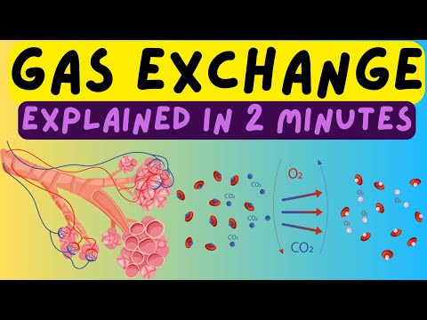 Biology Help: The Respiratory System - Gas Exchange In The Alveoli Explained In 2 Minutes!!