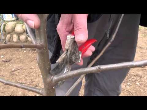 POTATURA PIANTA DA FRUTTO