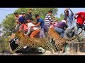 Shocking Video! Wild Hungry Leopards Break Into People's Houses To Hunt Dogs And Attack Villagers