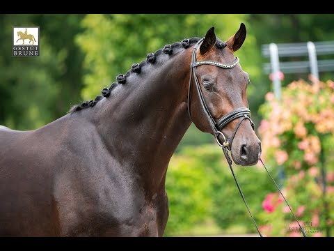 Fidel Ami - 5 j. Wallach von Fürstenball x Donnerschwee