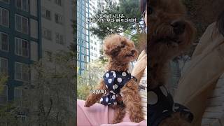 나의 소중한 땡땡이 털뭉치씨^^