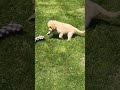 Golden Retriever dogs for sale: Fred - Video 1