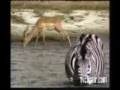 Iklan Blaster Versi Zebra Dan Buaya