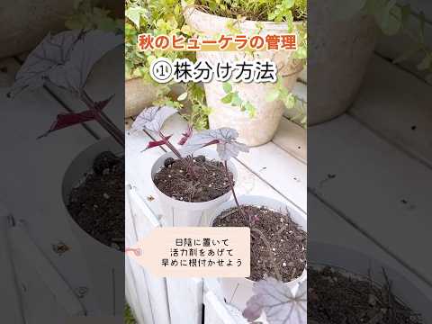 秋のマルチ：どのタイプを選択し、いつどのように適用するか？  庭園