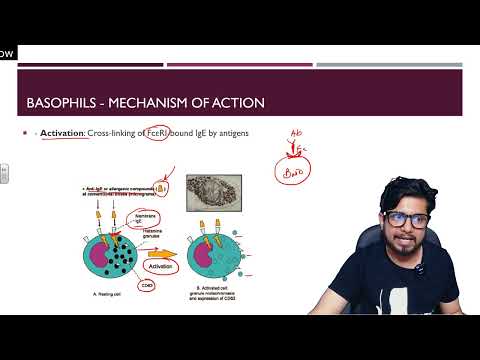 Inflammation animation Steps of inflammatory response Shomu s Biology