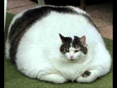 Tłusty Kot - Taniec do nieba (Instrumental) HQ