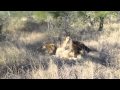Two male lions attack and kill another male lion ...