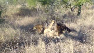 Two male lions attack and kill another male lion - Video #1