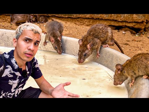 I met the SACRED TEMPLE of the RATS in India