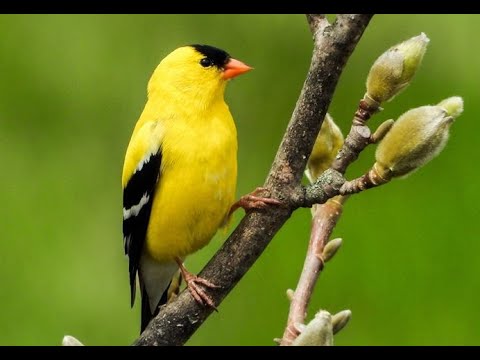 May - Bird of the Month: American Goldfinch