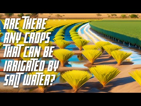 Unlocking the Potential of Salt Water Irrigated Crops.