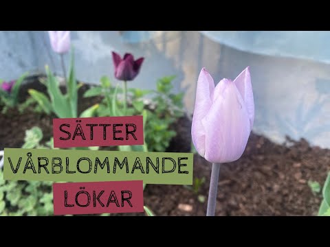 Dags att sätta lökar under hösten för en vacker blomning till våren