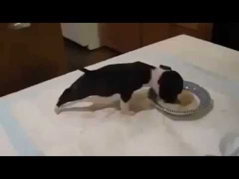 Increíble reacción de un perro cuando come