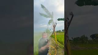 Download lagu Reneo Tak Rondap Ndeng gendeng 🤣🤣🤩 #petaniabiez #rondapgank #lucu #rombongannyeni mp3