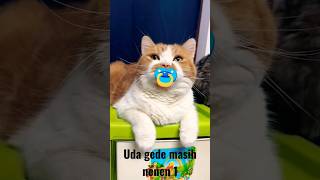Download lagu Udah Gede Masih Nenen part 2 #cat #cutekittensmeowing  #kucing mp3