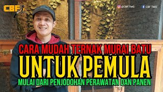 Download lagu EASY WAYS TO BREED MURAI BATU FOR BEGINNERS, STARTING FROM MATCHING, CARE AND HARVESTING mp3 Download lagu EASY WAYS TO BREED MURAI BATU FOR BEGINNERS, STARTING FROM MATCHING, CARE AND HARVESTING mp3