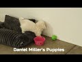 Bichon Frise dogs for sale: Finn - Video 1