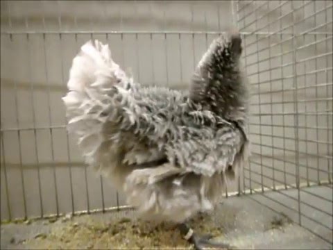 Strupphühner blau, Bayerische Landesgeflügelschau 2015