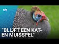 Beruchte 'Parelhoudini' liet zich niet vangen in 2020