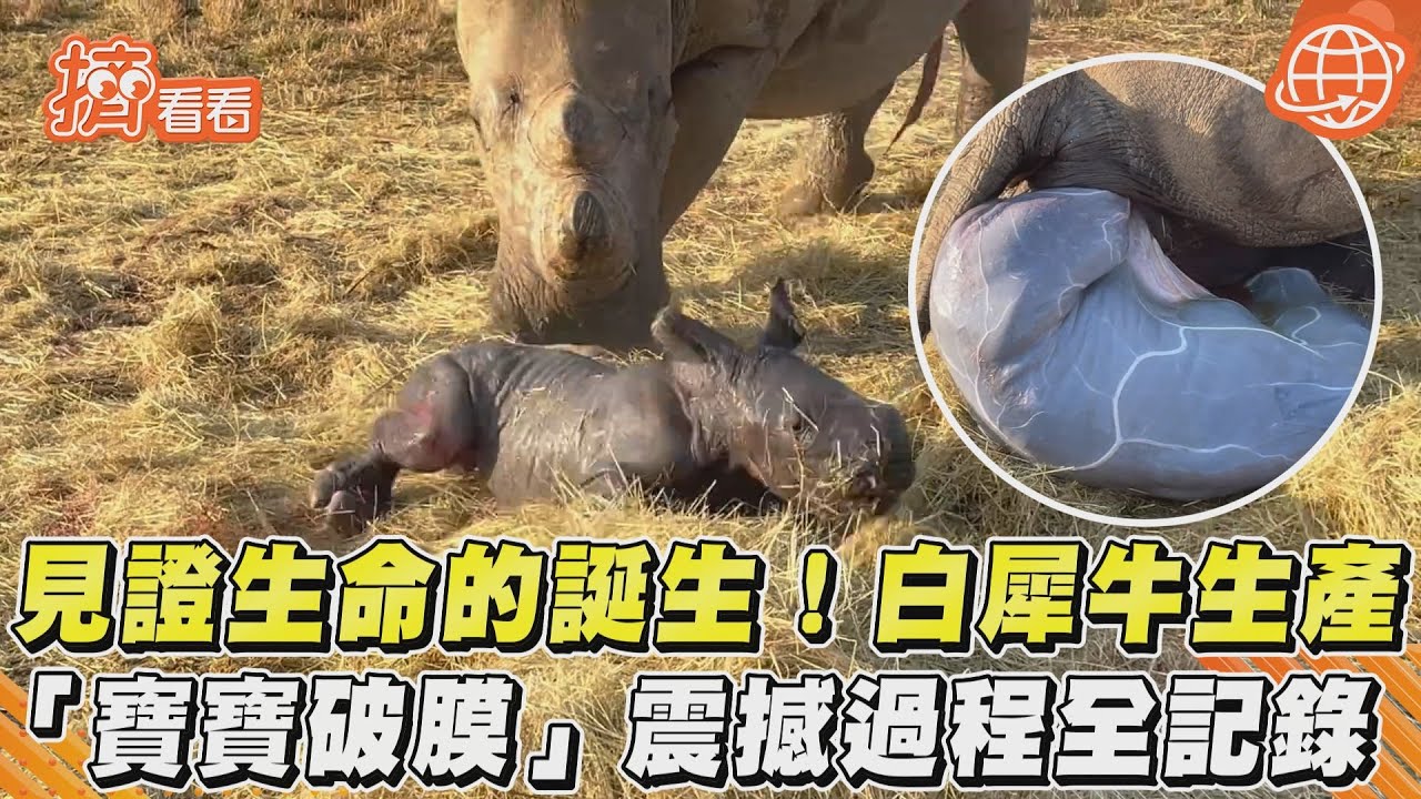 影音/見證生命的誕生!白犀牛生產 「寶寶破膜」震撼過程全記錄