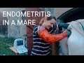 TREATMENT OF EQUINE METROPITI AFTER INSEMINATION Equine Endometritis Treatment