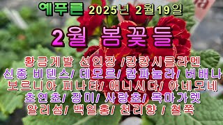 25년2.19) 2월에 나온 봄꽃들