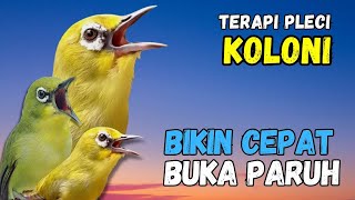 Download lagu Terapi Pleci Koloni Ampuh Bikin Pleci Cepat Buka Paruh mp3