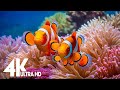 Aquarium 4k VIDEO ULTRA HD Relaxing Music With Colorful Coral Reefs Fish And Stunning Ocean Scenes