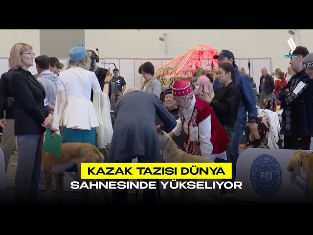Kazak Tazısı Dünya sahnesinde yükseliyor