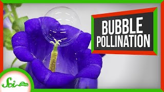 Pollinating With Bubbles and Some Other Good News You Might Have Missed