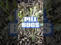 The pill bugs are out of control and it’s time to do something about them. #gardening #pillbug