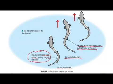 Biology Form 4- Chapter 14| 14.3 Movement and Locomotion